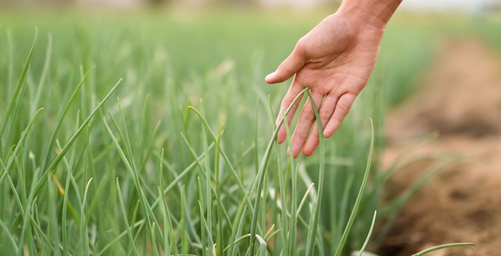 agricultor verifica salud cultivo food tech