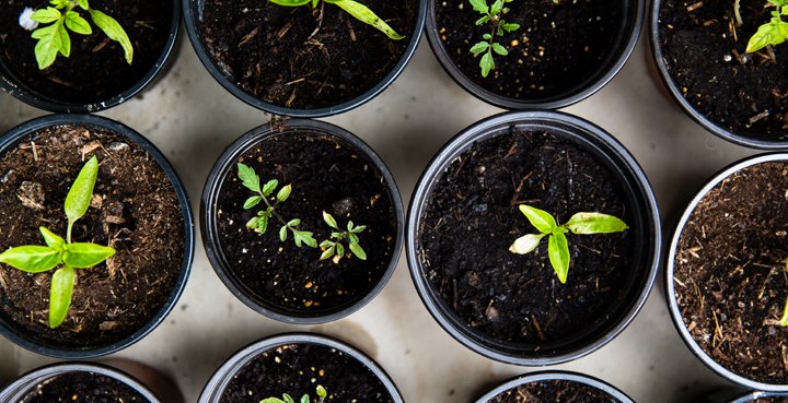 necesidades financieras startup maceta plantas crecimiento