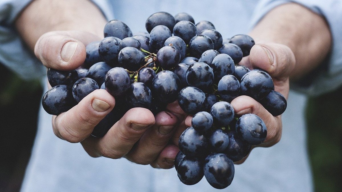 uvas alimentos ecologicos