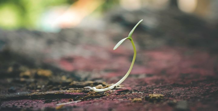 semilla creciendo plan de negocio para startup