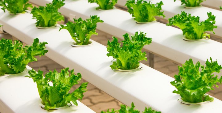 agricultura sostenible albahaca cultivo