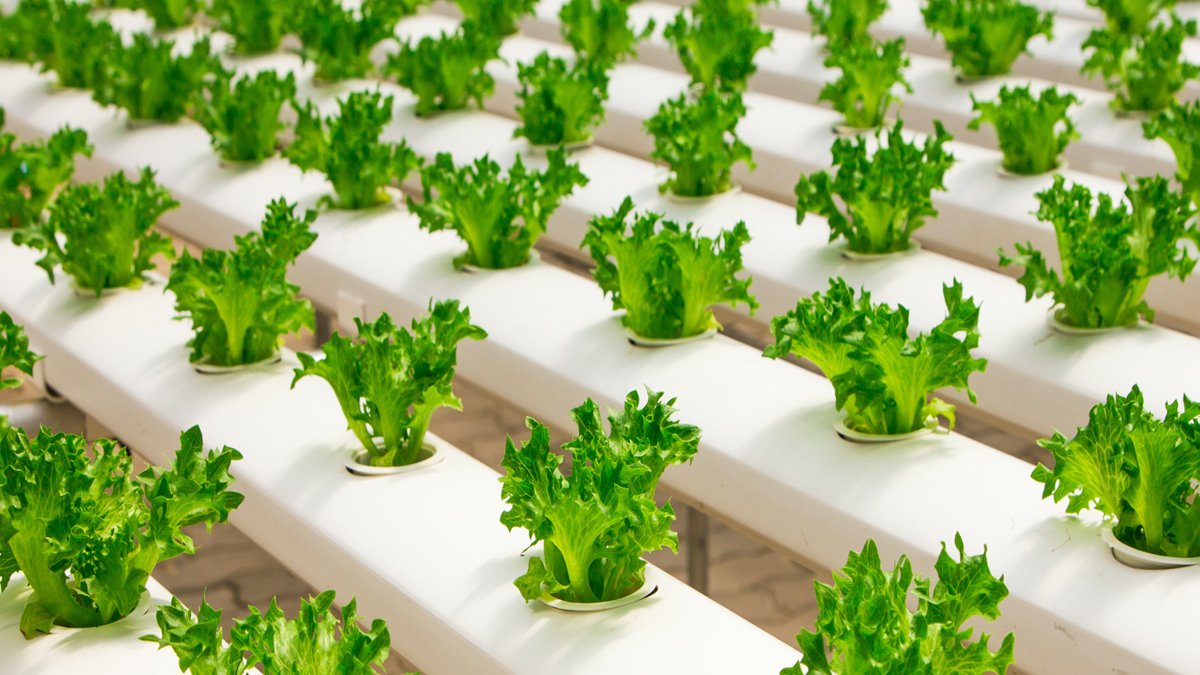 agricultura sostenible objetivos de desarrollo sostenible onu