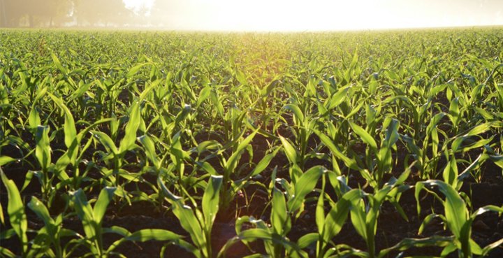 campo verde contra desperdicio de alimentos