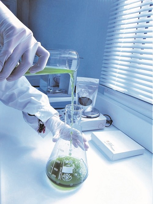 estudios-microalgas-biocombustibles