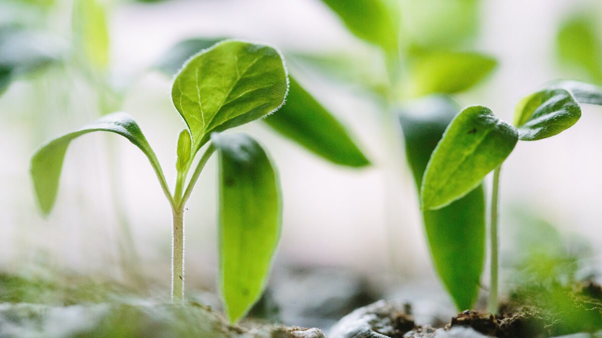 tecnologia en la agricultura capsa vida