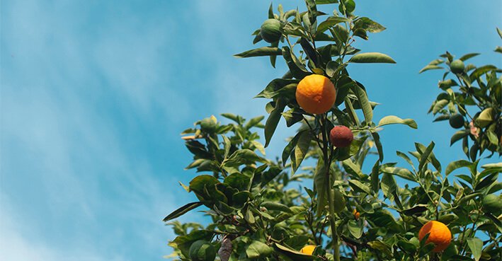 naranjo alimentos