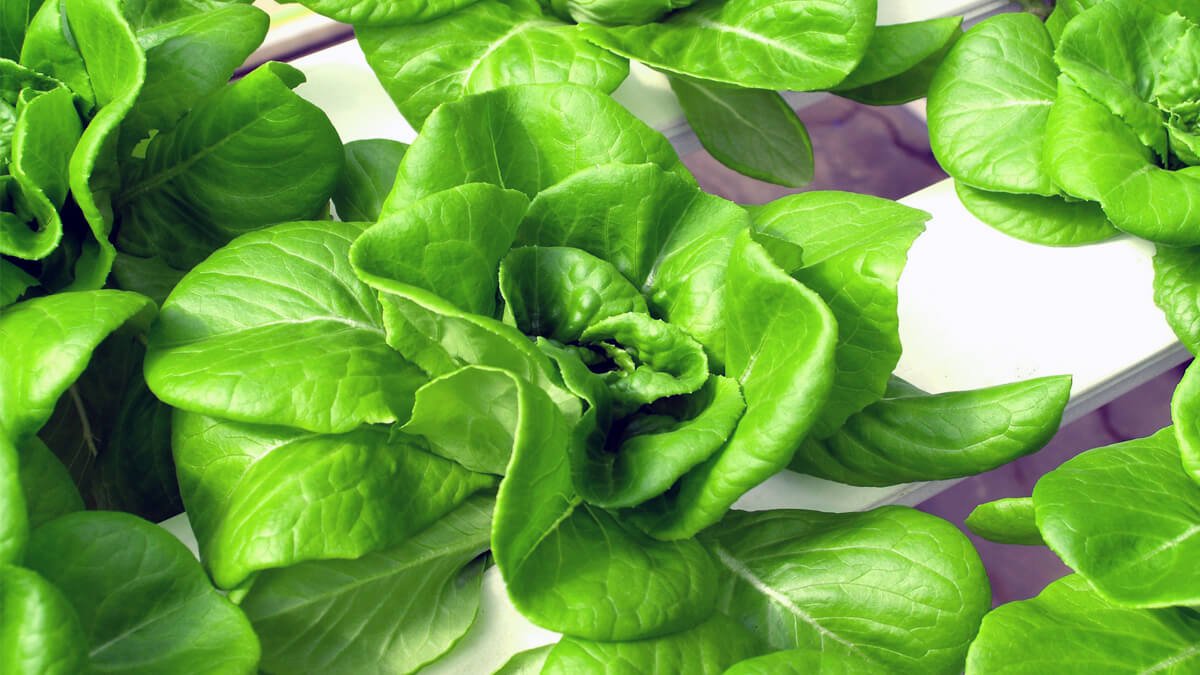 cultivo hidroponico capsa vida