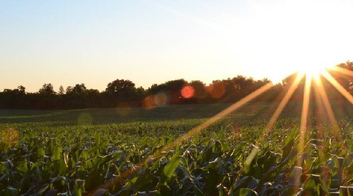 campo soleado