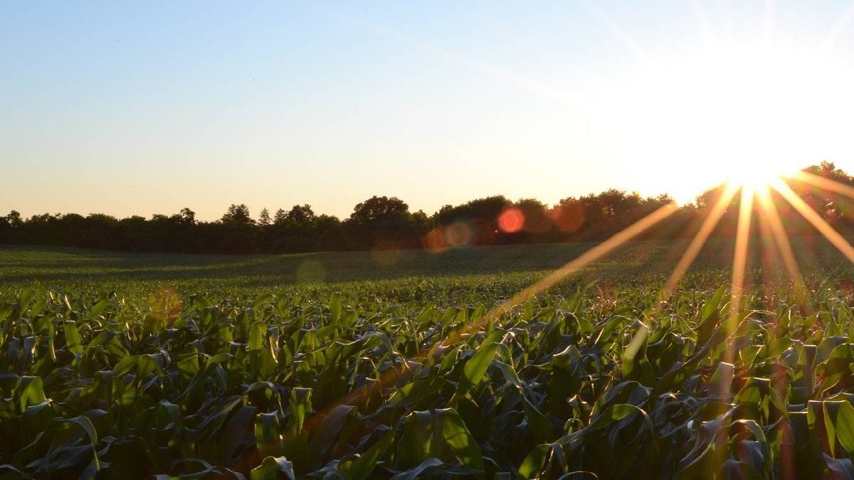 campo soleado residuo cero agricultura