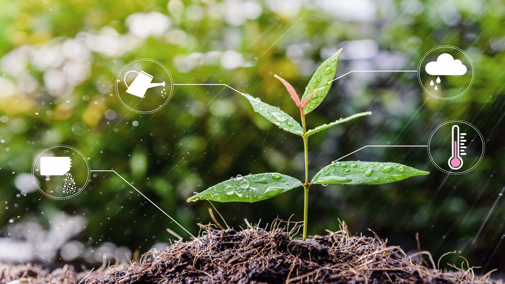 una pequena planta que crece con abono y regadio