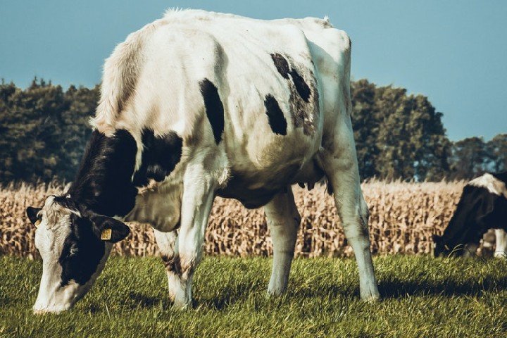 vaca pastando campo verde