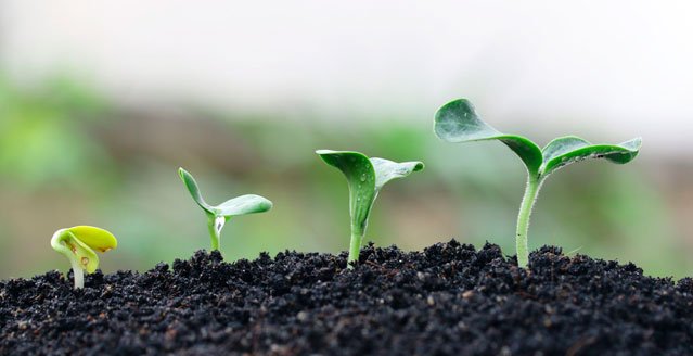 cultivos creciendo emprender capsa vida 