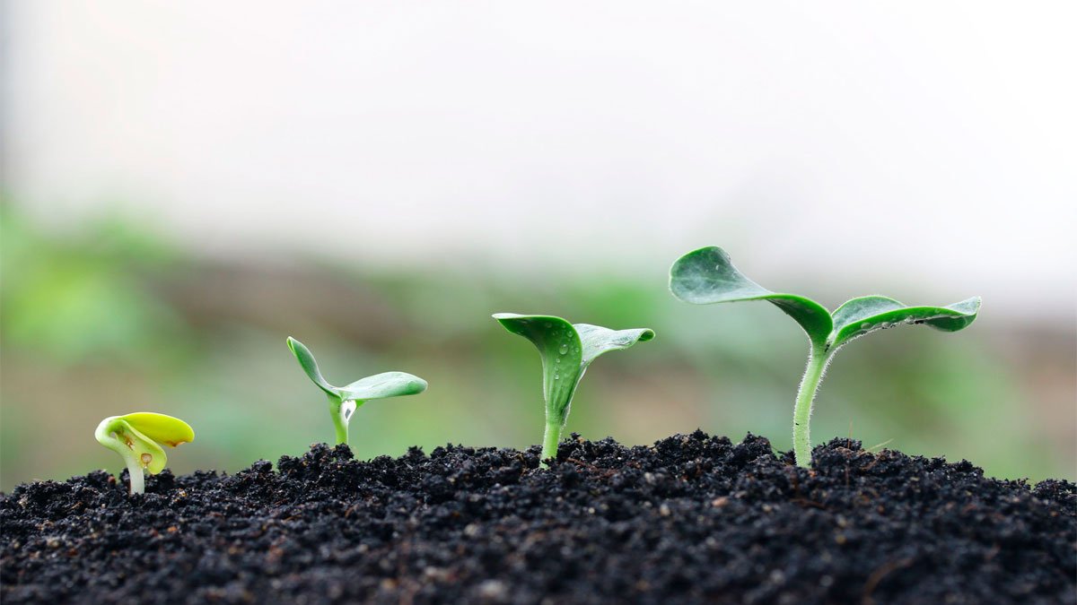 Emprender en agricultura sostenible: la solución para revertir la pérdida de biodiversidad