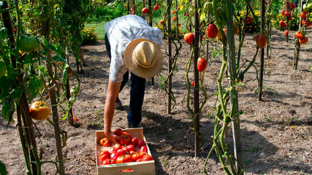 cultivo sostenible de tomates