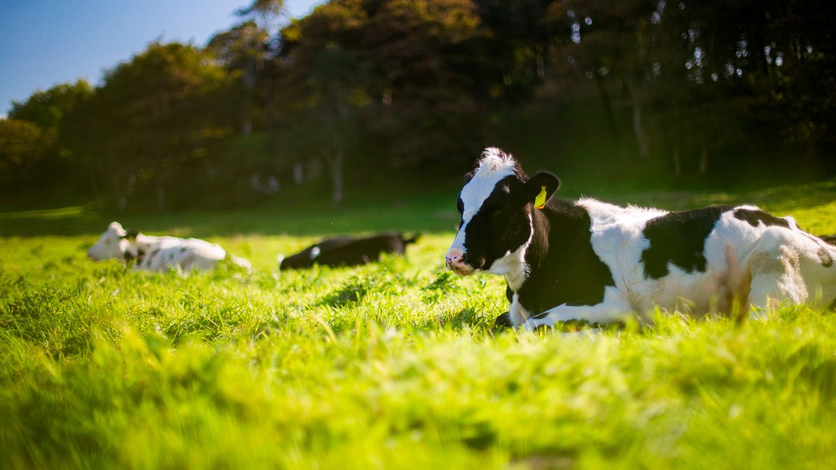 vacas tumbadas en el prao verde