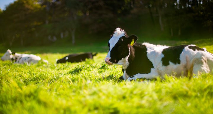 vacas tumbadas en el prao verde