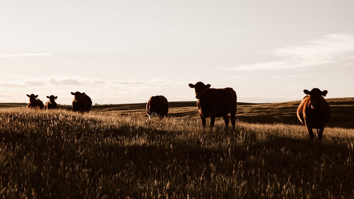 Una granja del futuro sostenible y productiva